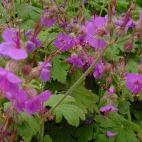 Geranium macrorrhizum 'Ingwersen'