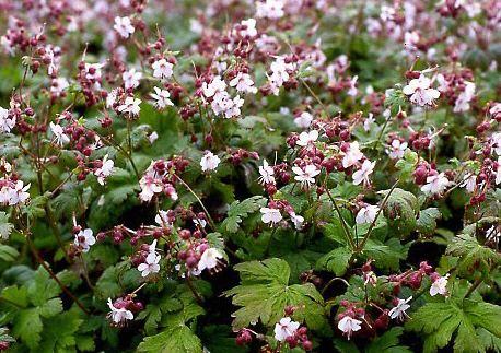 Geranium macrorrhizum 'Spessart'