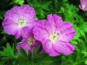 Geranium sanguineum