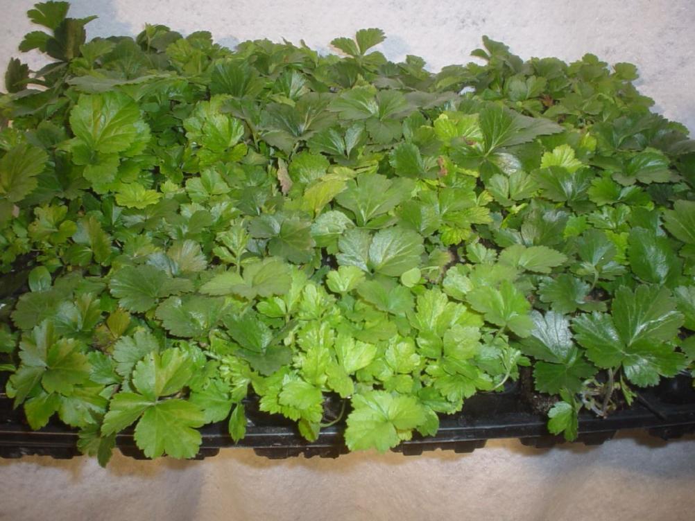 Waldsteinia ternata,  Golderdbeere