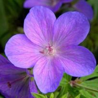 Geranium Pratense-Hybride´Johnsons Blue´