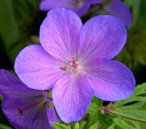 Geranium Pratense-Hybride´Johnsons Blue´