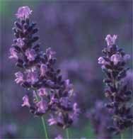 Lavandula angustifolia Hidcote