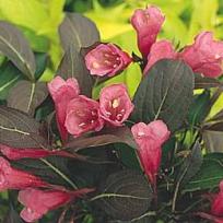 Weigela florida ´Purpurea´