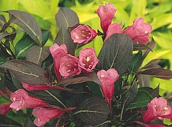 Weigela florida ´Purpurea´