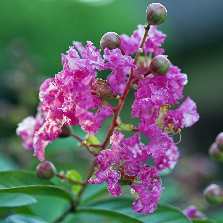 Lagerstroemia indica