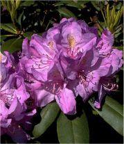 Catawbiense Grandiflorum